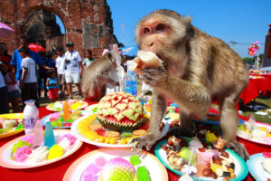 Monkey eat food at Monkey Chinese banquet Festival at Praprangsamyod Lopburi Thailand
