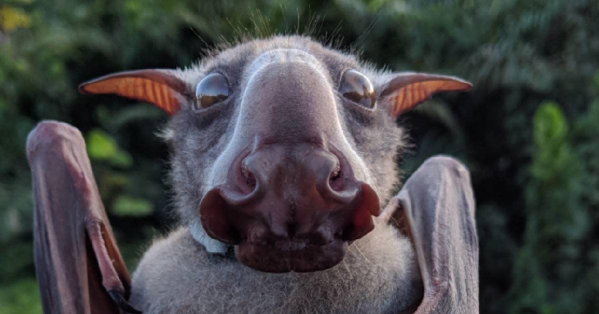 – ugliest animals of the world look really awkward weird strange – News18 हिंदी